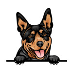 Black Animal-Dog-Australian-Kelpie-6577g44a-Color-Peeking