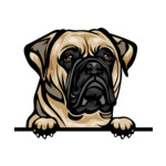 Light Brown Animal-Dog-Bull-Mastiff-6577g44e-Color-Peeking