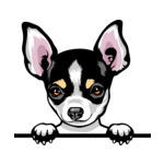 Black Animal-Dog-Chihuahua-7-tg6y-Color-Peeking-