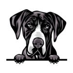 Black Animal-Dog-Great-Dane-kkkmffea-Color-Peeking