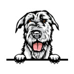 Grey Animal-Dog-Irish-Wolfhound-5t6y-Color-Peeking