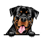 Black Animal-Dog-Rottweiler-8jjj4rffffffffyy-Color-Peeking