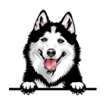 White Animal-Dog-Siberian-Husky-8kkkfv5abc-Color-Peeking