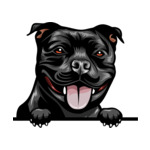 Black Animal-Dog-Stafforshire-Bull-Terrier-mffeabfdyr-Color-Peeking