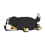 Black Bernese-Mountain