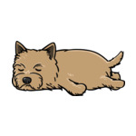 Brown Cairn-Terrier