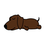 Brown Dachshund1