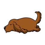 Brown Irish-Setter