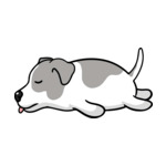 Mix Jack-Russell-Terrier