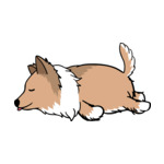 Mix Rough-Collie2